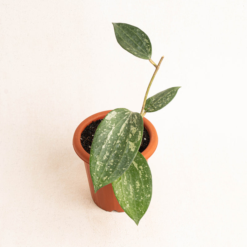 Hoya macrophylla splash - Arodiasia