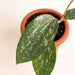 Hoya macrophylla splash - Arodiasia
