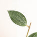 Hoya macrophylla splash - Arodiasia