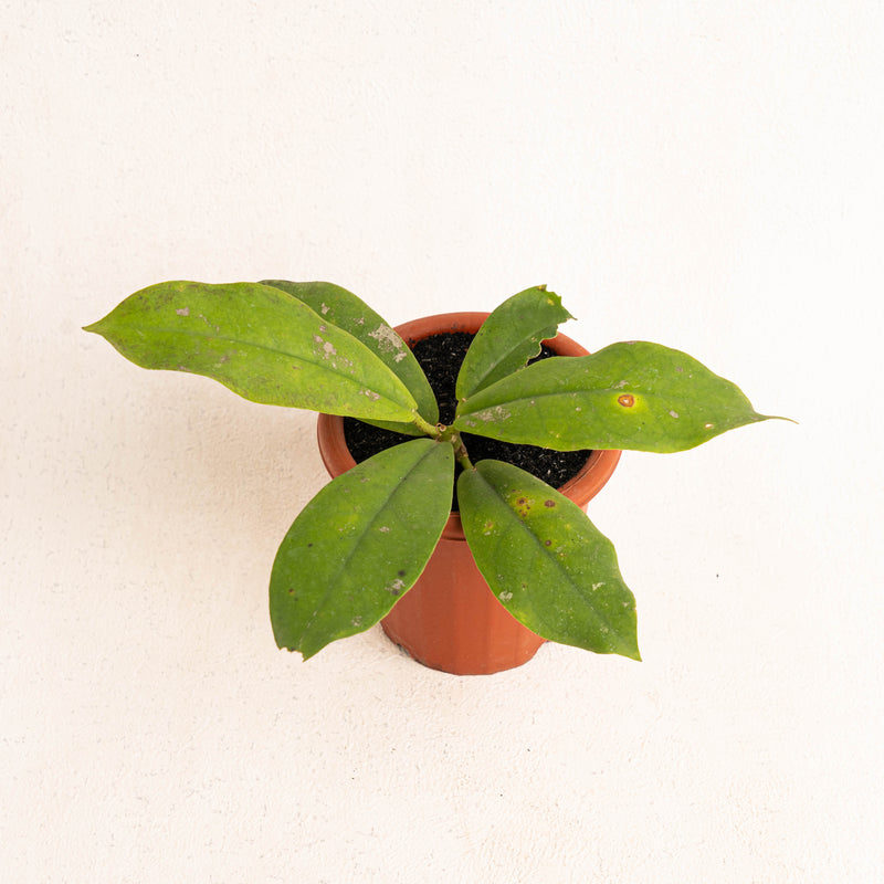 Hoya Mitrata - Aroidasia