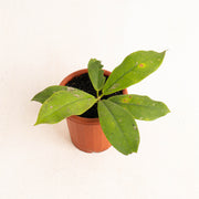 Hoya Mitrata - Aroidasia