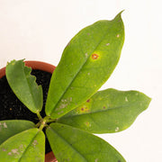 Hoya Mitrata - Aroidasia