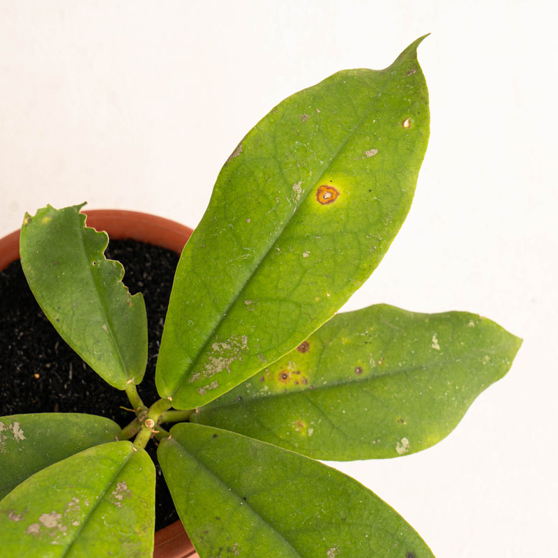 Hoya Mitrata - Aroidasia