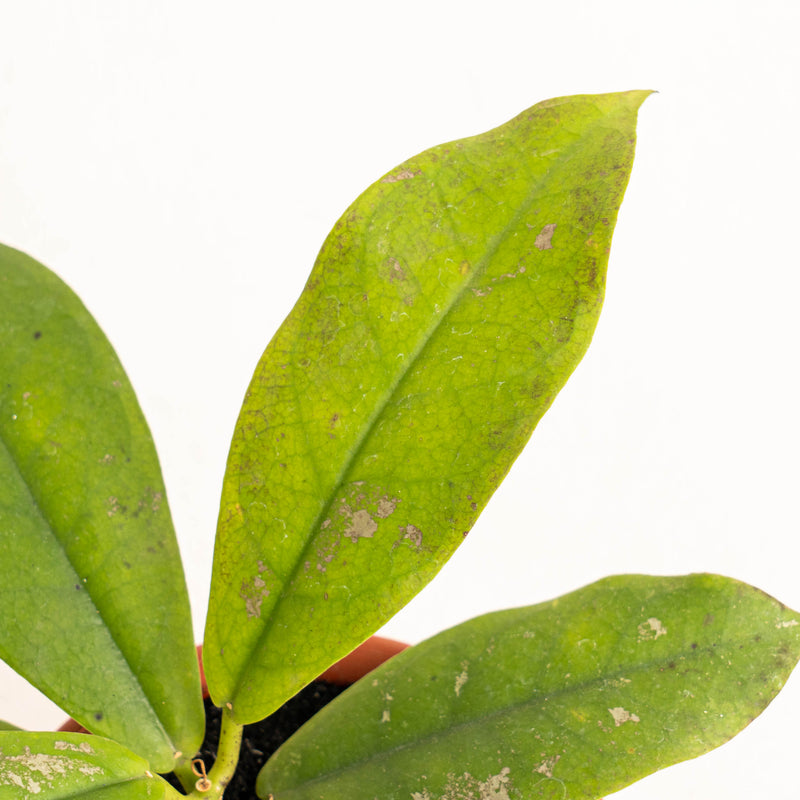 Hoya Mitrata - Aroidasia