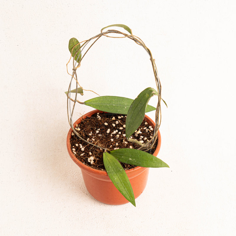 Hoya rindu rafflesia - Aroidasia