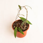 Hoya rindu rafflesia - Aroidasia