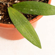 Hoya rindu rafflesia - Aroidasia