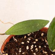 Hoya rindu rafflesia - Aroidasia