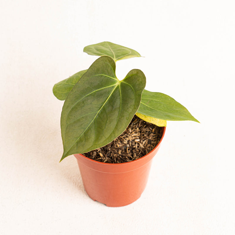 Anthurium king of spades x papillilaminum - Aroidasia