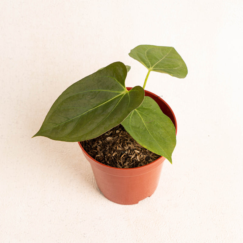 Anthurium king of spades x papillilaminum - AroidasiaAnthurium king of spades x papillilaminum - Aroidasia