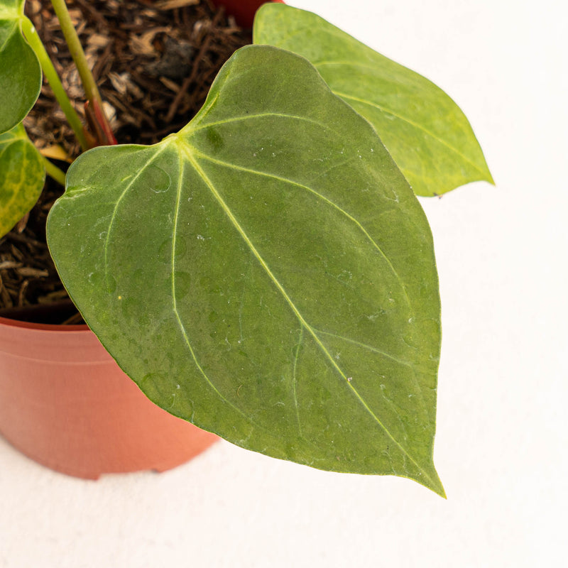 Anthurium king of spades x papillilaminum - Aroidasia