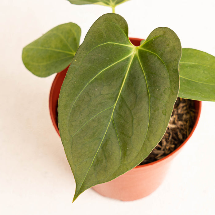 Anthurium king of spades x papillilaminum - Aroidasia