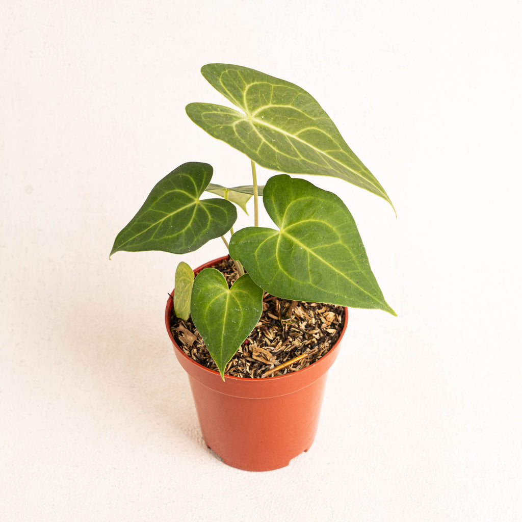 Anthurium Clarinervium x Jenmanii — Aroidasia