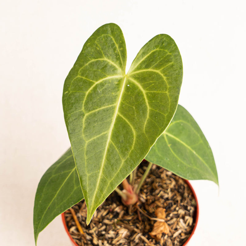 Anthurium clarinervium x jenmanii - Arodiasia