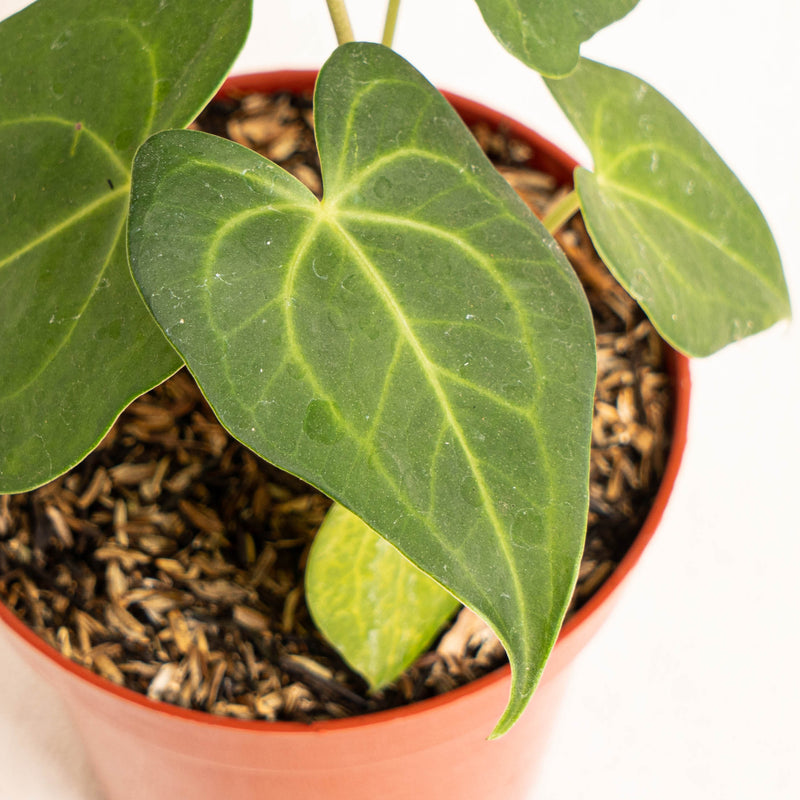 Anthurium clarinervium x jenmanii - Arodiasia