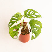 Monstera Adansonii Variegated  - Aroidasia