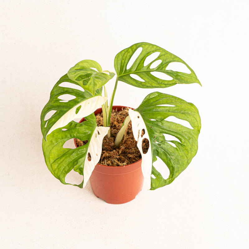 Monstera Adansonii Variegated  - Aroidasia