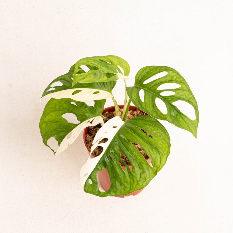 Monstera Adansonii Variegated  - Aroidasia