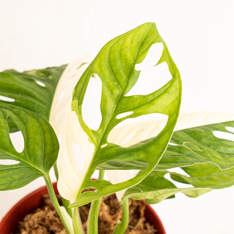Monstera Adansonii Variegated  - Aroidasia
