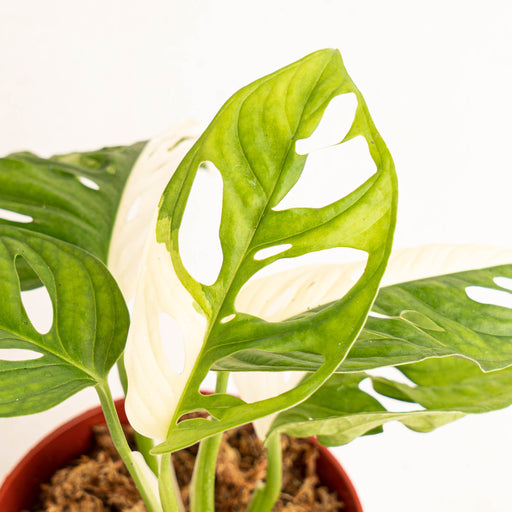 monstera adansonii variegata archipelago Monstera Adansonii Variegated — Aroidasia