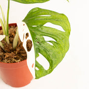 Monstera Adansonii Variegated  - Aroidasia