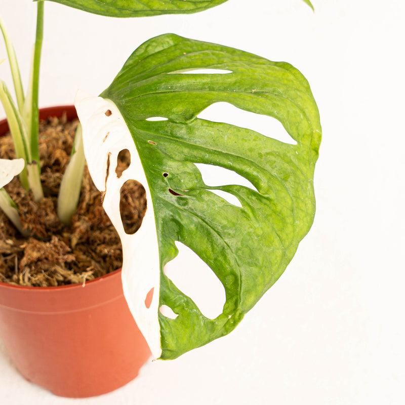 Monstera Adansonii Variegated  - Aroidasia