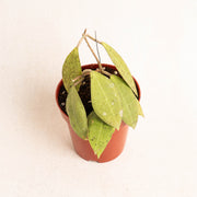 Hoya tomataensis Sp sulawesi