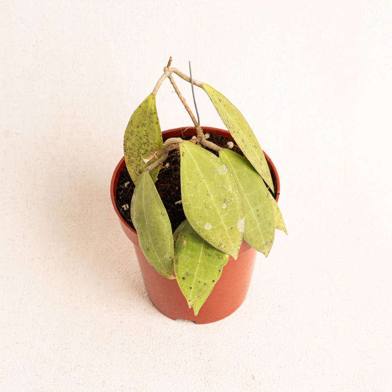 Hoya tomataensis Sp sulawesi