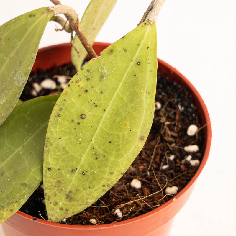 Hoya tomataensis Sp sulawesi