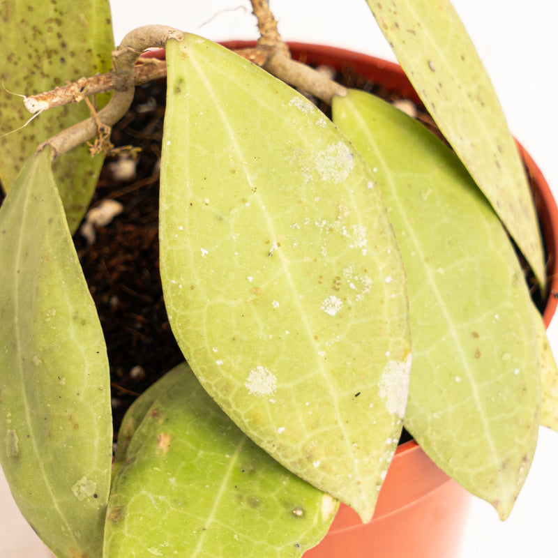 Hoya tomataensis Sp sulawesi