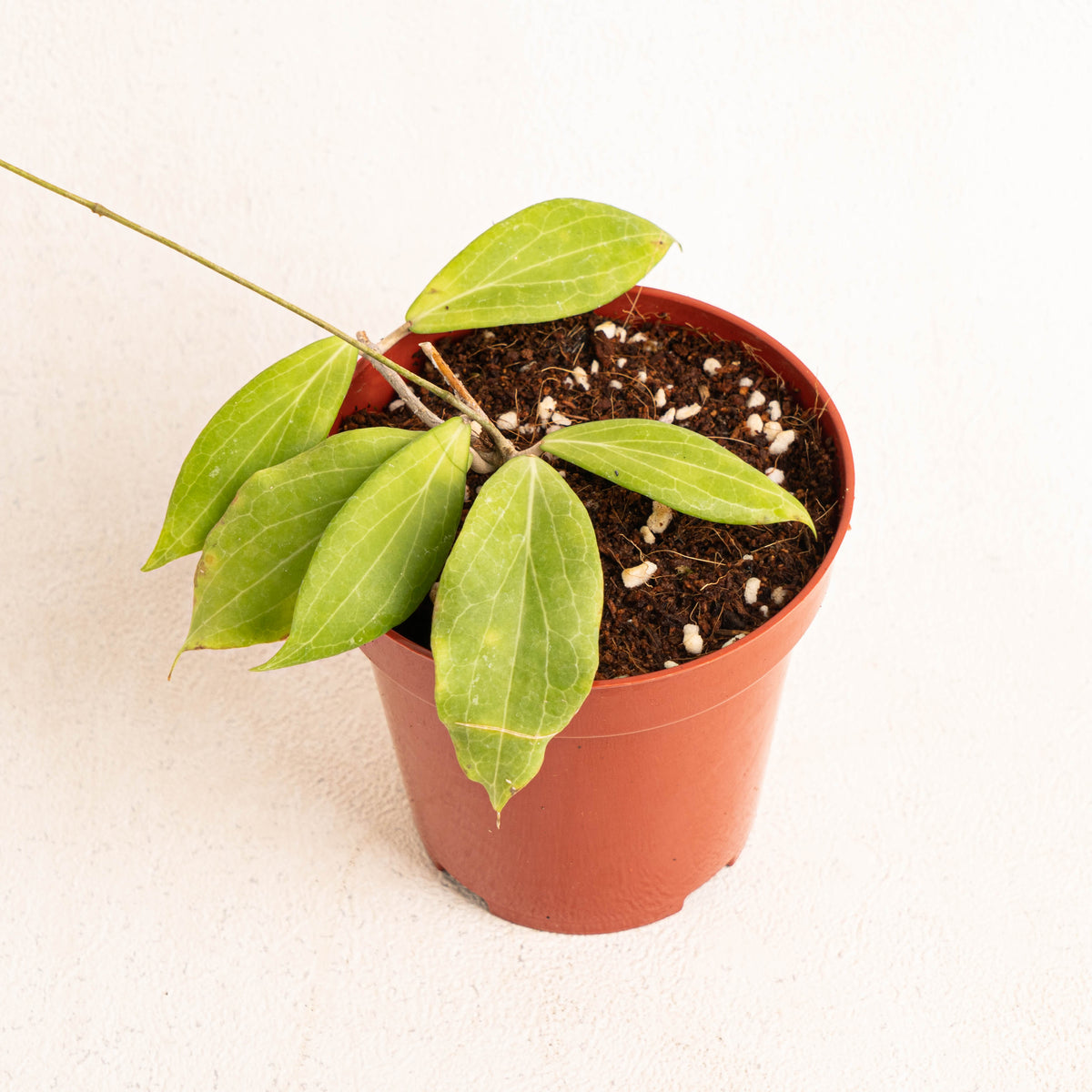 Hoya Cutis Porcelana