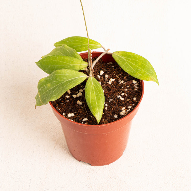 Hoya Cutis Porcelana 