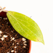 Hoya Cutis Porcelana 