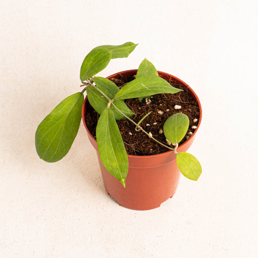 Hoya champhorifolia