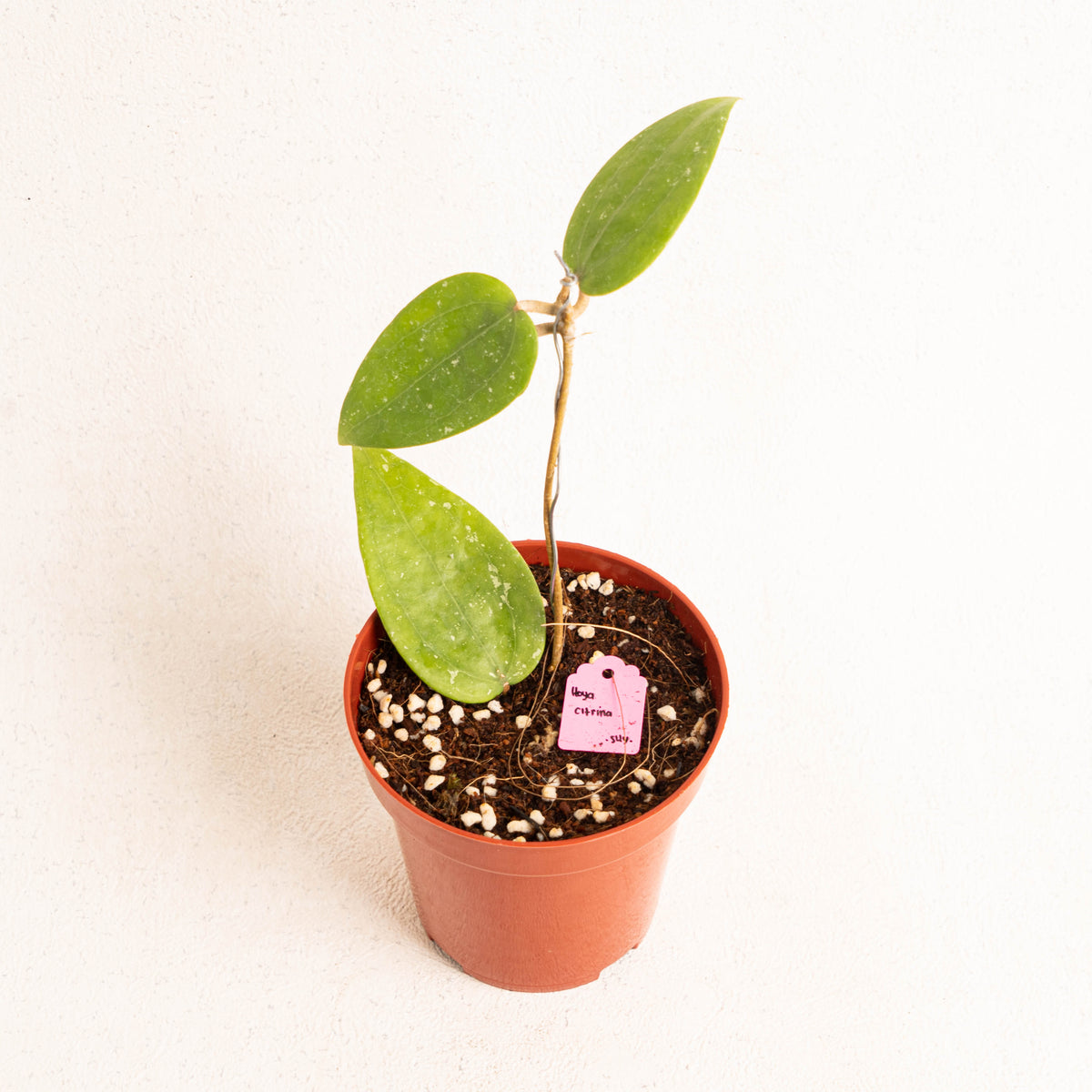 Hoya Citrina — Aroidasia