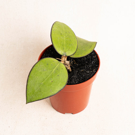 Hoya vitellina black margin - Aroidasia