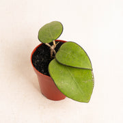 Hoya vitellina black margin - Aroidasia