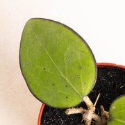 Hoya vitellina black margin - Aroidasia