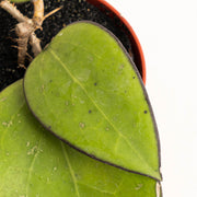 Hoya vitellina black margin - Aroidasia
