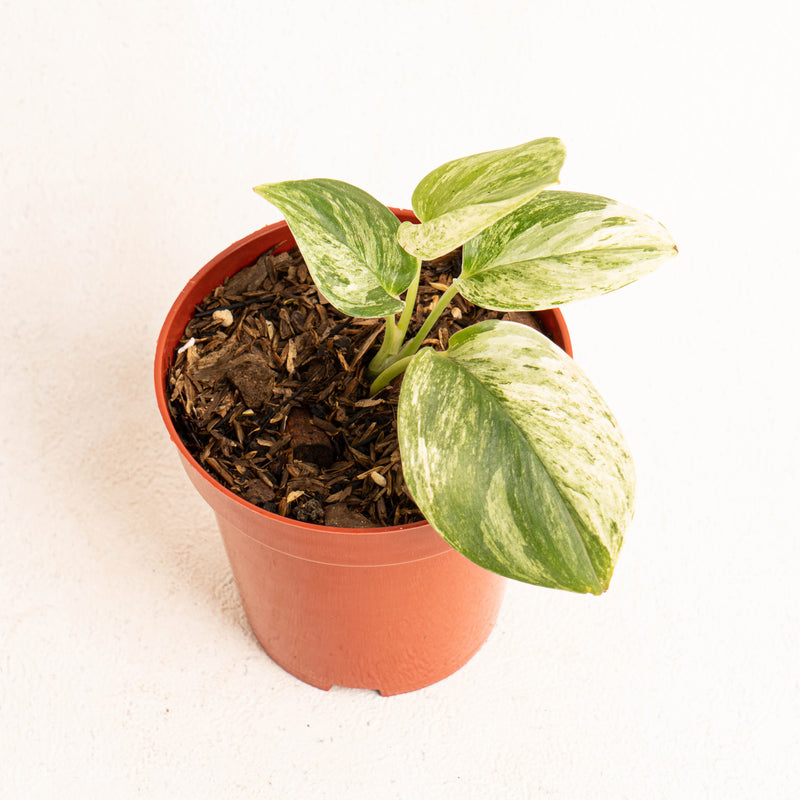 Scindapsus moonlight marble variegated