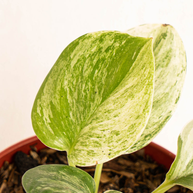 Scindapsus moonlight marble variegated