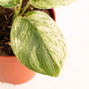 Scindapsus moonlight marble variegated