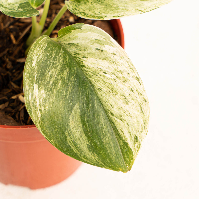 Scindapsus moonlight marble variegated