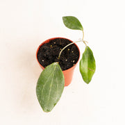 Hoya Hellwigiana - Aroidasia