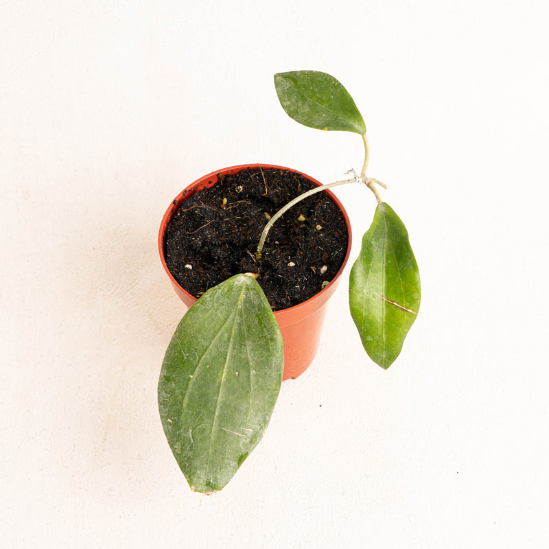Hoya Hellwigiana - Aroidasia