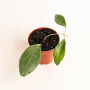 Hoya Hellwigiana - Aroidasia