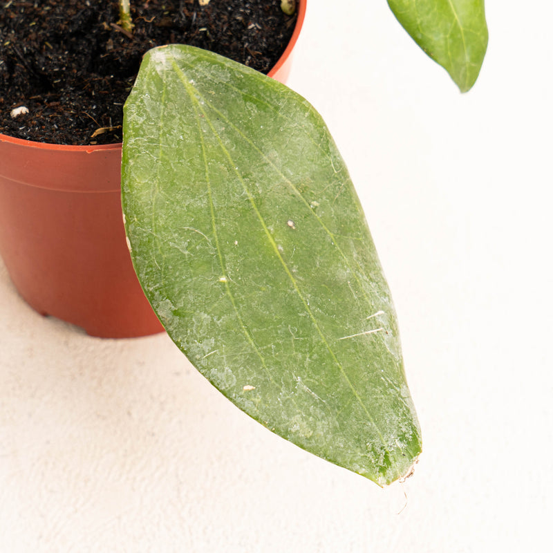 Hoya Hellwigiana - Aroidasia