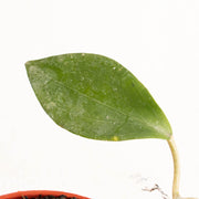 Hoya Hellwigiana - Aroidasia