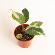 Philodendron White Knight - Aroidasia