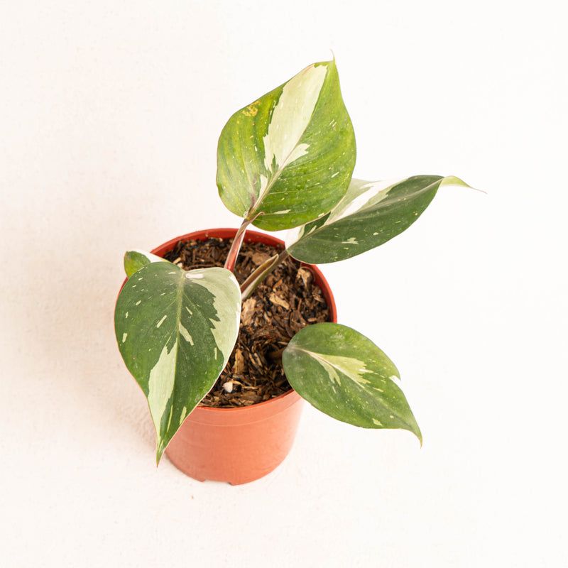 Philodendron White Knight - Aroidasia